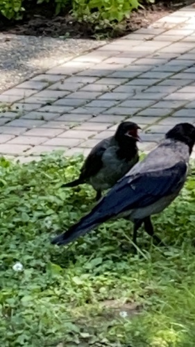 Hooded Crow