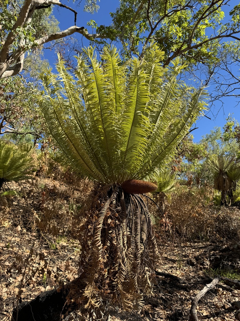 Cycas basaltica