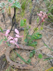 Pelargonium dipetalum