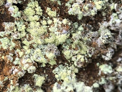 Lecanora epanora
