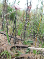 Pelargonium dipetalum
