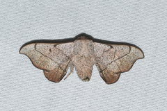 Cicinnus melsheimeri