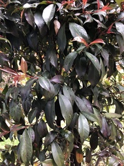 Syzygium paniculatum