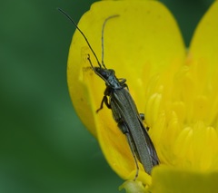 Oedemera lurida