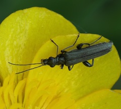 Oedemera lurida