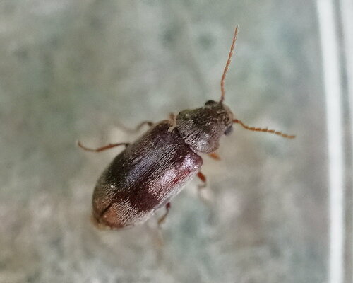 ivy boring beetle, photo 2 of 10