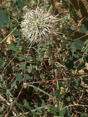 Echinops polyceras