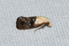 Eugnosta erigeronana