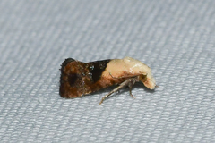 Eugnosta erigeronana
