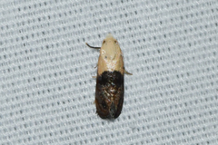 Eugnosta erigeronana