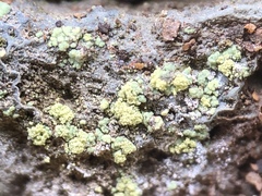 Lecanora epanora