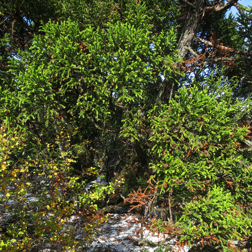 Image of Athrotaxis selaginoides by no rights reserved