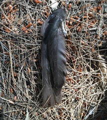 Turdus merula aterrimus