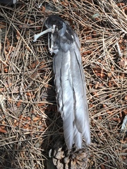 Turdus merula aterrimus