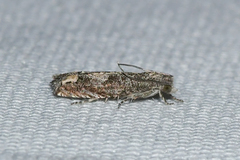 Epiblema minutana