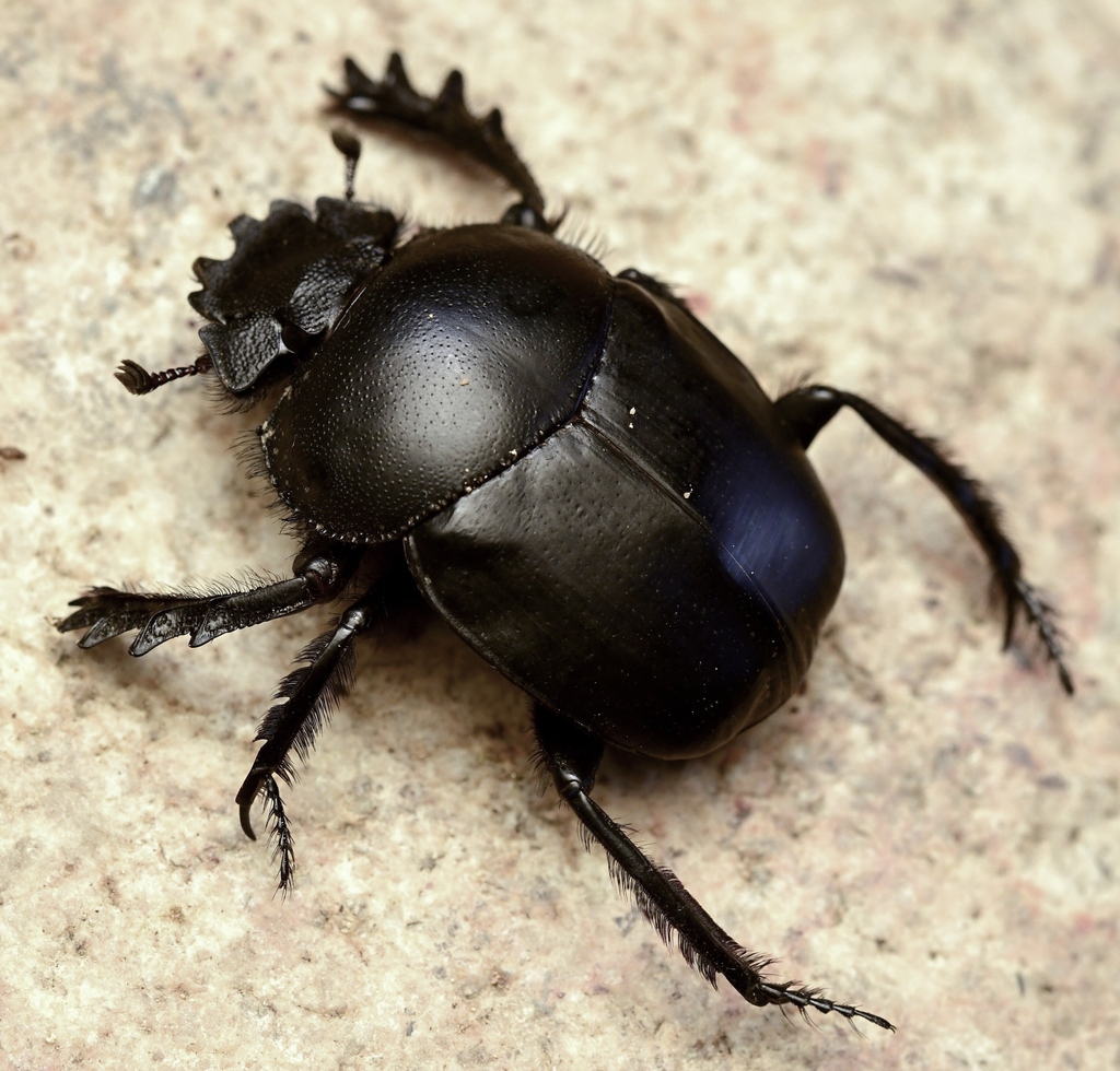 Scarabaeus pius