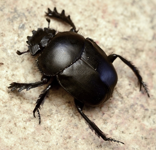 Scarabaeus pius