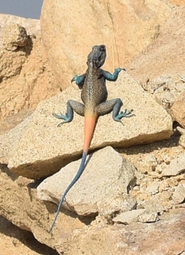 Anderson's Rock Agama
