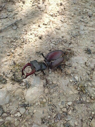 Lucanus cervus