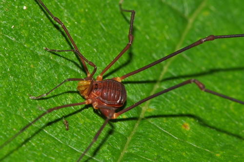 Superfamily Gonyleptoidea · iNaturalist