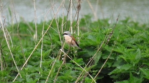 Alcaudón dorsirrojo (Lanius collurio)