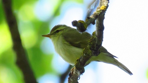 Mosquitero verdoso (Phylloscopus trochiloides)