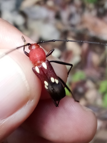 Heterops lanieri