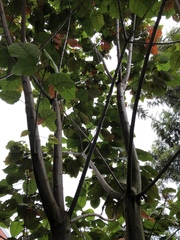 Croton magdalenensis