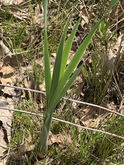 Iris domestica