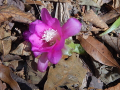 Disocactus macdougallii