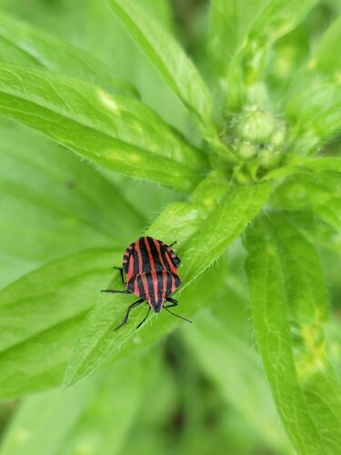 Graphosoma italicum italicum