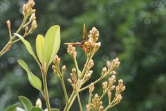 Delta pyriforme pyriforme