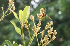 Delta pyriforme pyriforme