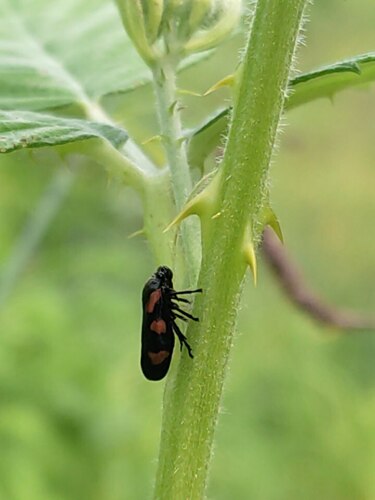Cercopis vulnerata