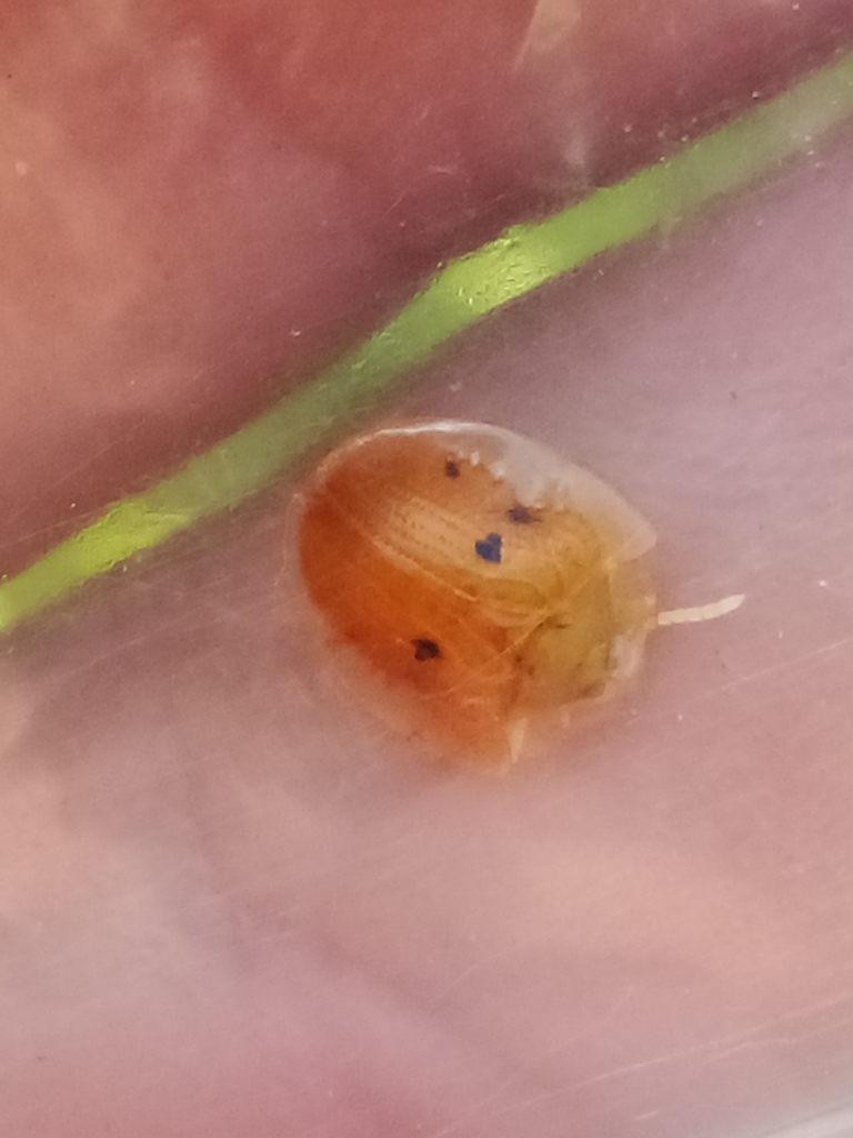 Charidotella oblita