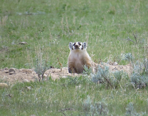American Badger