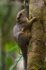 Callosciurus