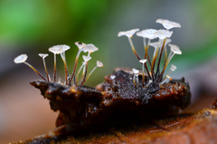 Gloiocephala