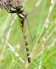 Cordulegaster obliqua