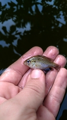 Enneacanthus gloriosus