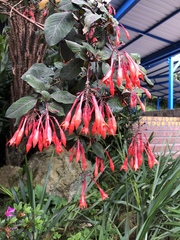 Fuchsia triphylla