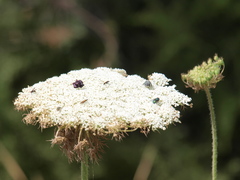 Oxythyrea