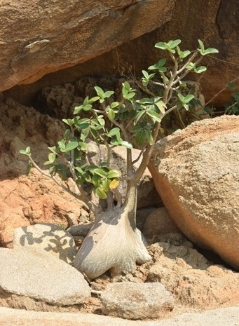 desert rose