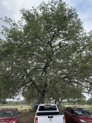 Quercus oleoides