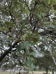 Quercus oleoides