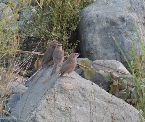Arabian Babbler