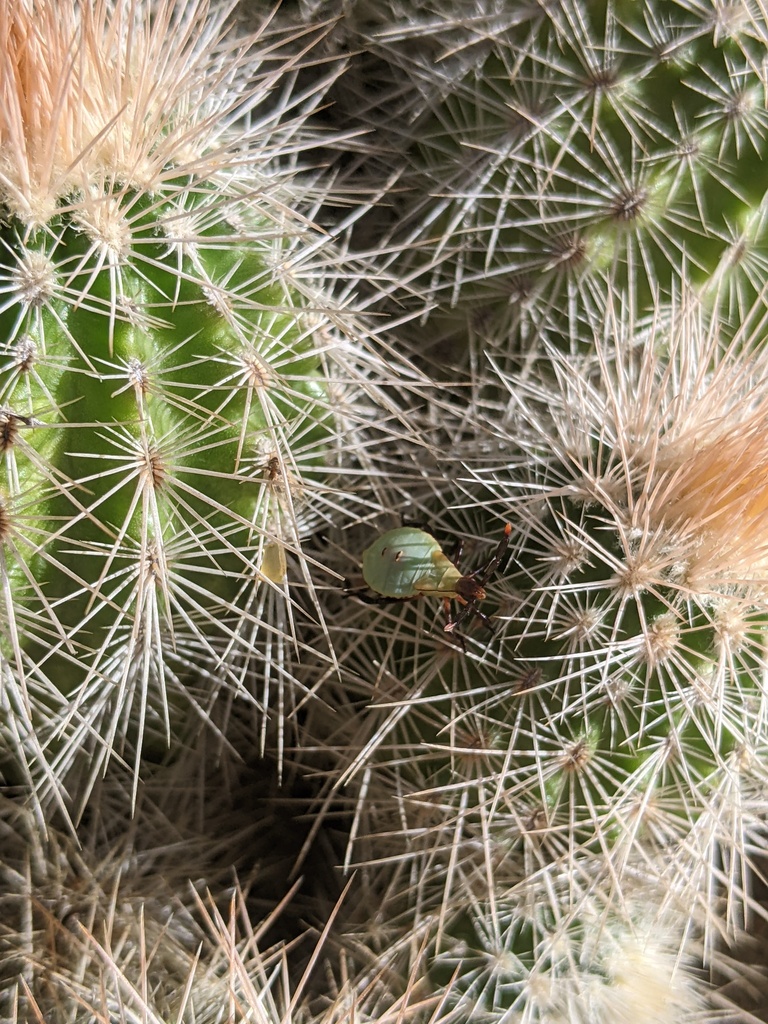 Cactus Coreid Bug from Comanche County, OK, USA on May 26, 2024 at 11: ...