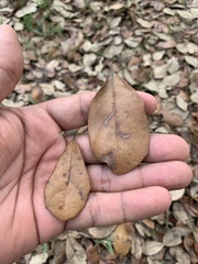 Quercus oleoides
