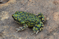 Anaxyrus debilis
