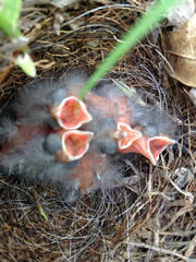 Chondestes grammacus